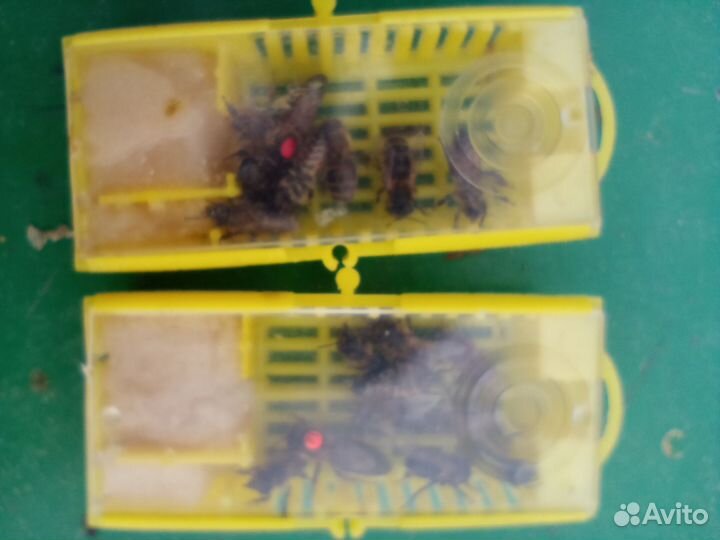 Пчеломатки плодные, неплодные карника Пешец F1