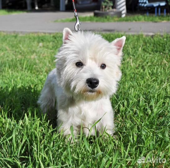 Груминг (тримминг, стрижка) собак