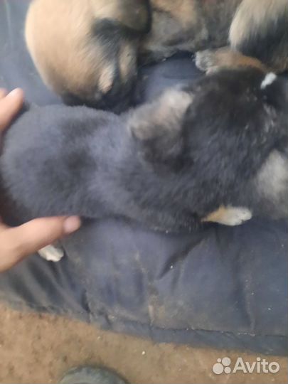 Отдам щенков