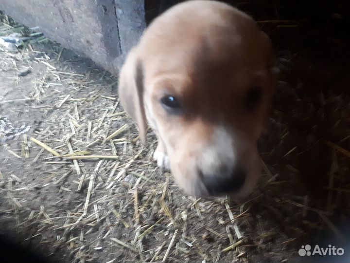 Продам щенков