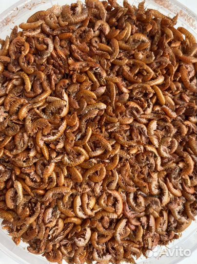 Гаммарус тушка. Вылов 2023 года