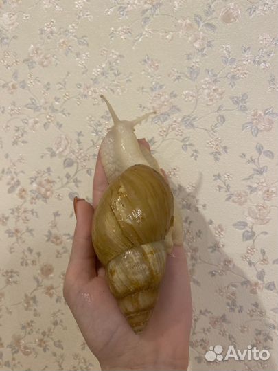 Улитки ахатины