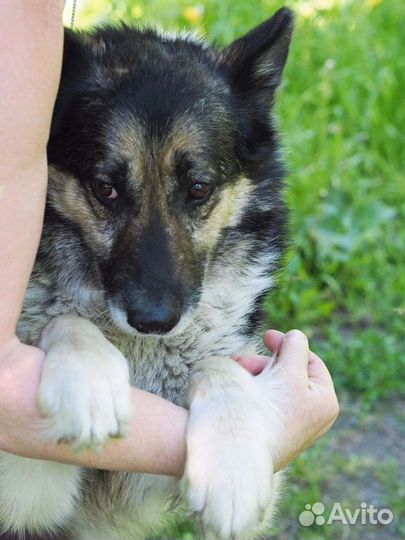Метис лайки и овчарки