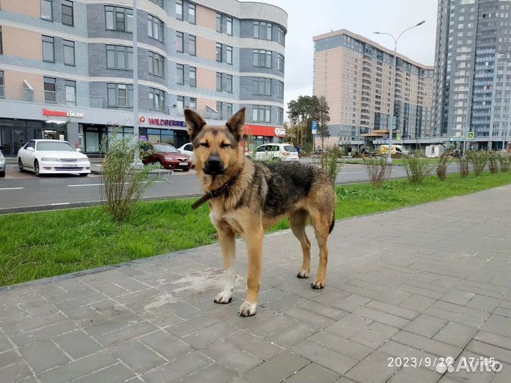 Найдена собака