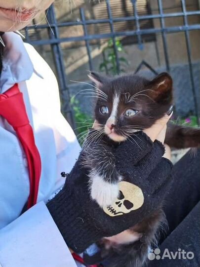 Котенок в добрые рукибесплатно