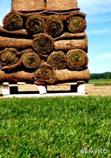 Рулонный газон от производителя