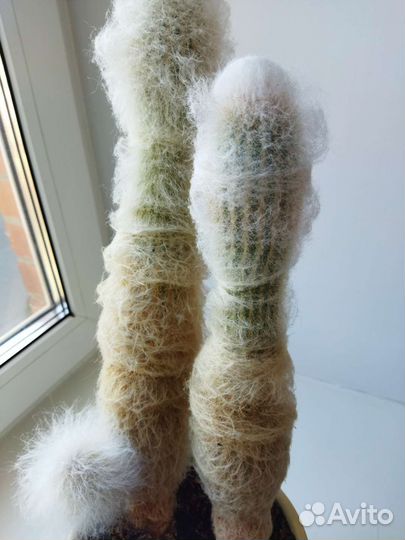 Кактусы редкие