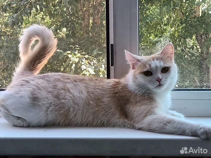 Кошка на случку