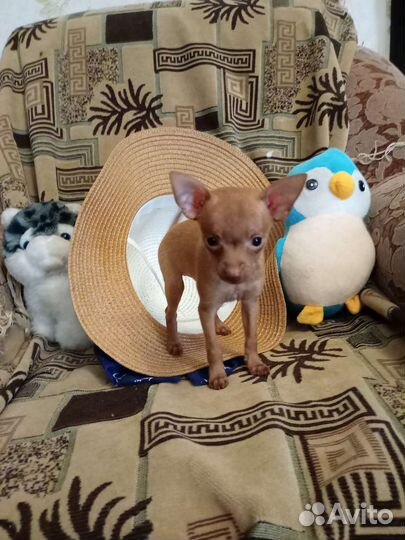 Той-терьер щенки