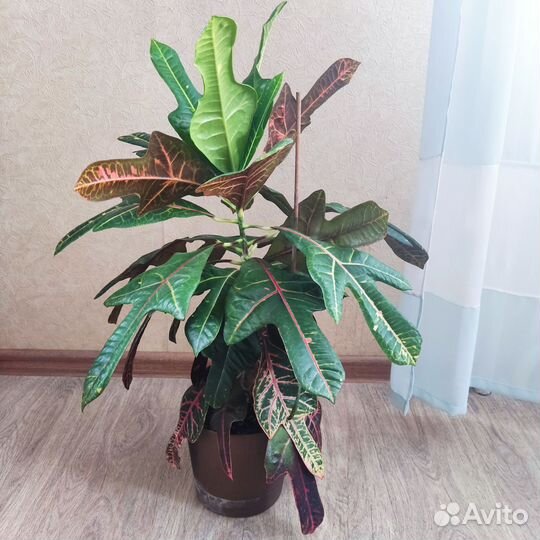Кодиеум эксилент
