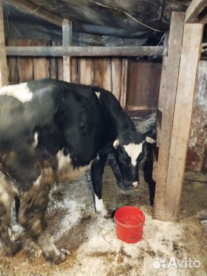 Мясо Вологда говядина(крс на мясо +Корова стельная