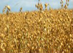 Зерно, пшеница, ячмень, овёс, зерносмесь