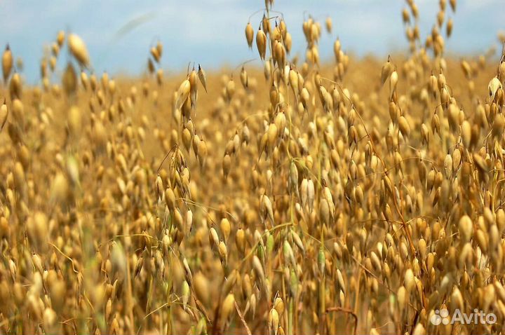 Зерно, пшеница, ячмень, овёс, зерносмесь