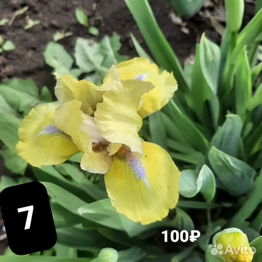 Карликовые ирисы