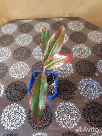 Комнатные растения