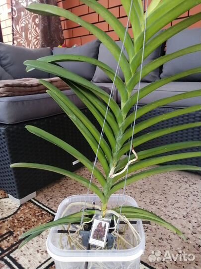 Орхидея ванда