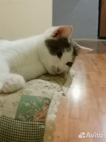 Отдам кошку в добрые руки