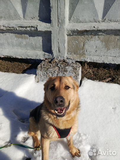 Собака в добрые руки