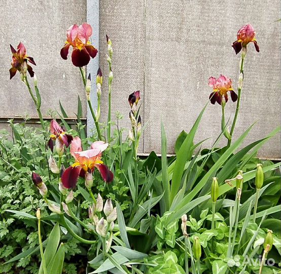 Цветы ирис