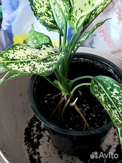 Аглаонема Вайт Киви