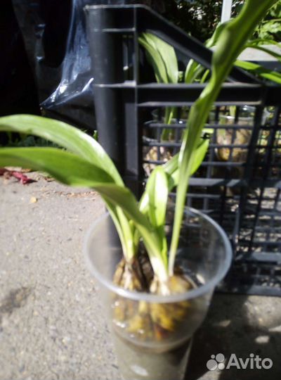 Лилейники и лилии