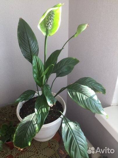 Спатифиллум