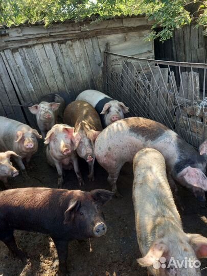Поросята
