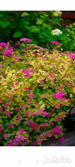 Декоративные кустарники