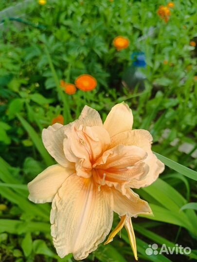 Лилейники, роза Альберих