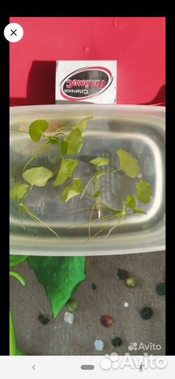 Аквариумные растения прополка