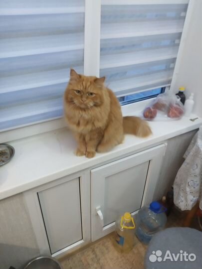 Потерялся кот