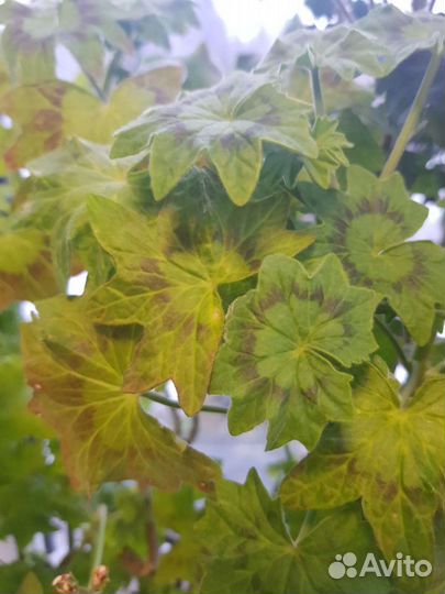 Лечебная пеларгония герань сортовая