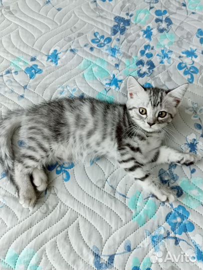 Шотландская девочка