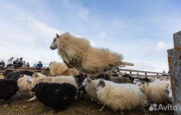 Стрижка овец