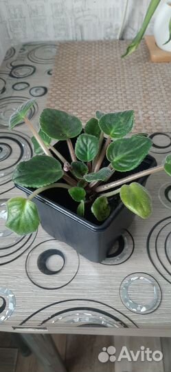 Продам фиалки, кактусы