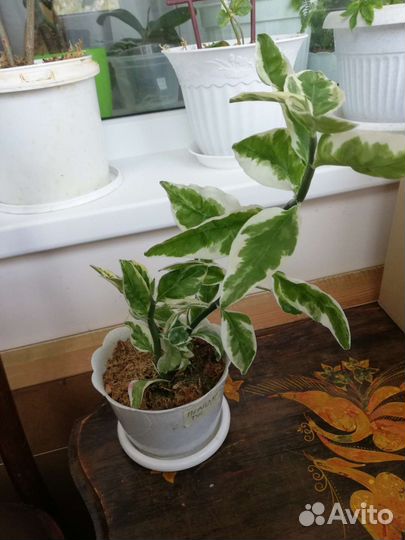 Комнатные цветы