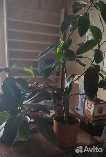 Продается фикус