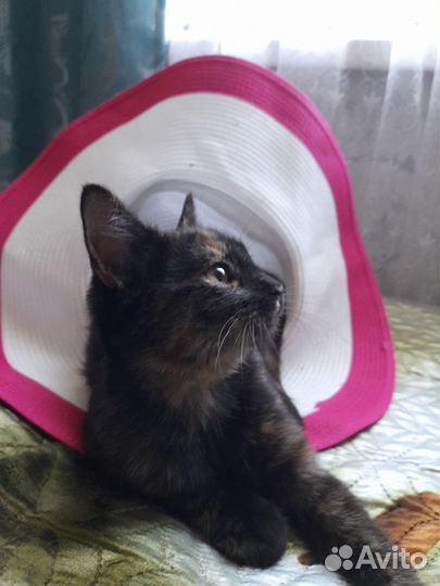 Котенок на удачу