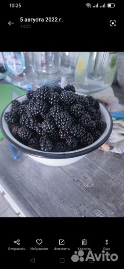 Саженцы ежевики