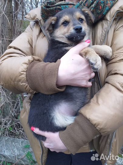 Щенок в добрые руки бесплатно