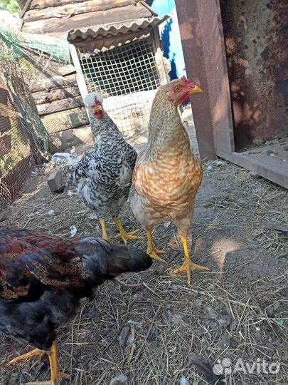 Молодые петухи интересных расцветок. Куры на мясо