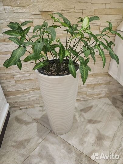 Сингониум в кашпо