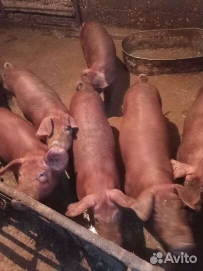 Поросята