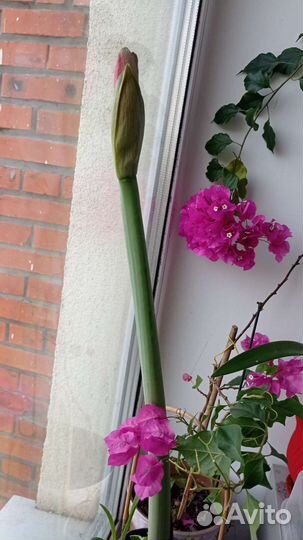 Гиппеаструм(амариллис)