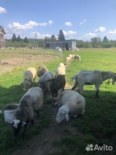 Ягнята барашки