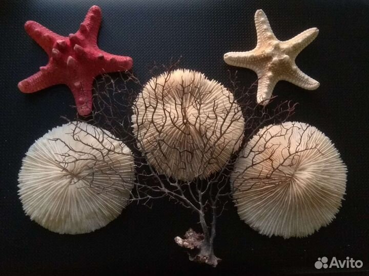 Кораллы фунгии