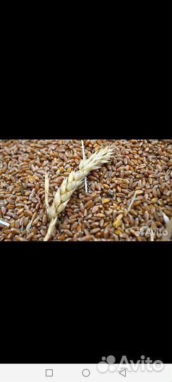 Пшеница ячмень по мешкам