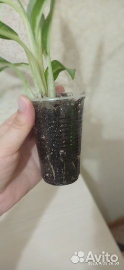 Аглаонема Вайт Ленс