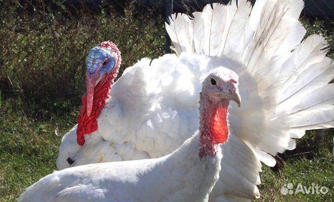 Индюшата Хайбрид Конвертер