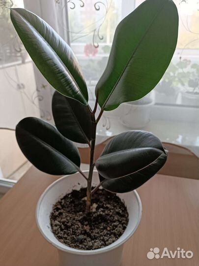 Фикусы каучуконосные разной высоты
